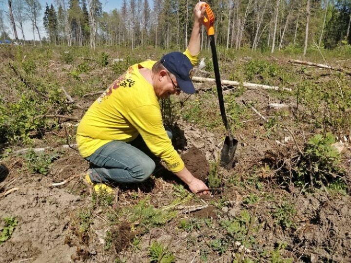 Christer Haglund, director of the Nordic Council of Ministers´ Office in Estonia planting trees to reduce our office´s carbon footprint