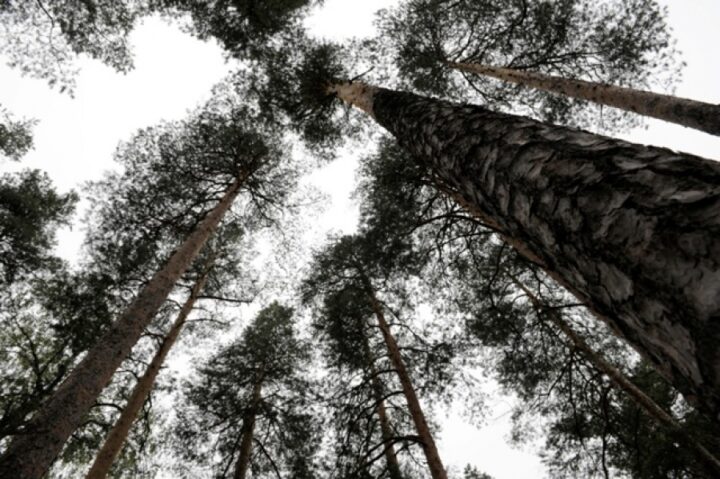 Foto: Johannes Jansson/norden.org