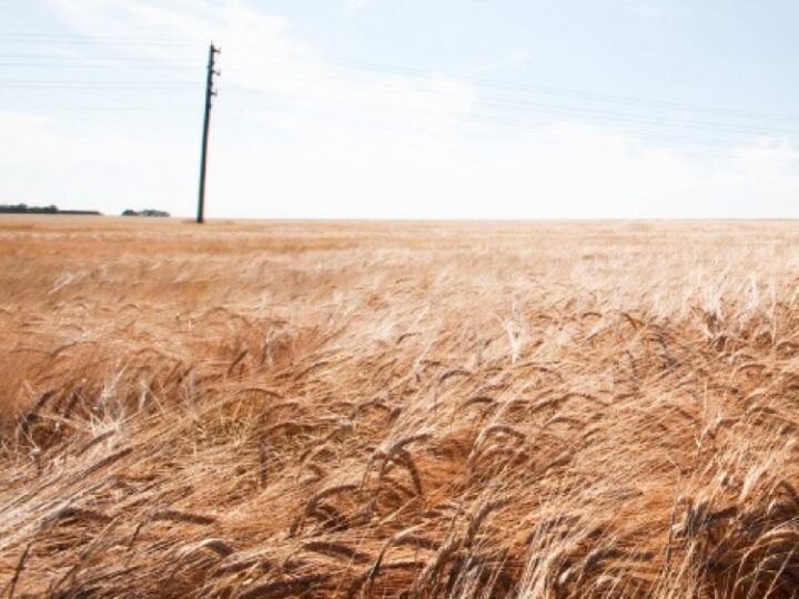 Värske võrguväljaanne Green Growth the Nordic Way: biorafineerimistehased ja uus biomajandus