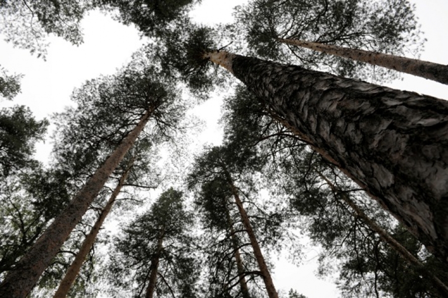 Photo: Johannes Jansson/norden.org