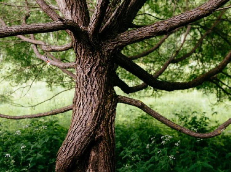 New issue of "Green Growth the Nordic Way": COP21 – so now what?